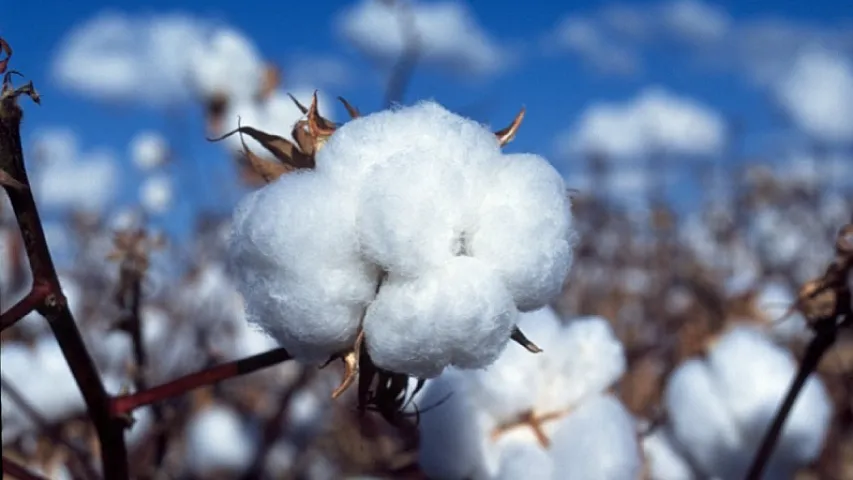 Azərbaycanda pambıq lifi ixracı azalıb