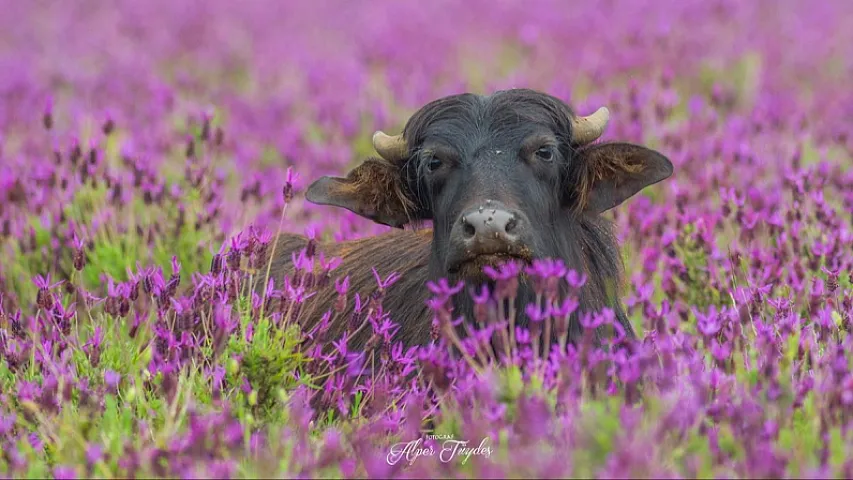 Bakıda camışların sayı azalıb