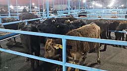 Bu bazar yenidən açıldı