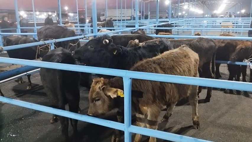 Bu bazar yenidən açıldı