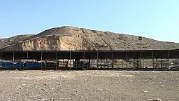 Tovuzda heyvan bazarı nə vaxt açılacaq? 