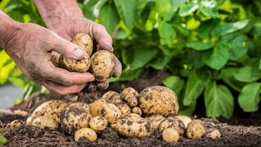 Kartof ixracında gəlir 38% artıb 
