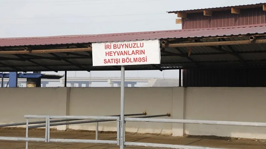 Salyan heyvan bazarı yenidən qurulub