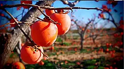 Экспорт фиников из Азербайджана вырос на 24,5% в январе-ноябре