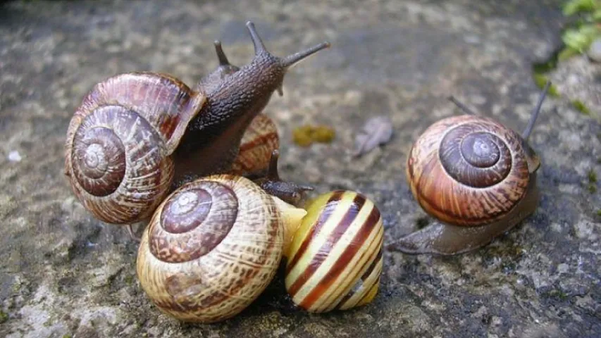 Azərbaycan Avropaya ilbiz məhsullarının ixracına başlayır