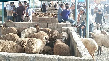 В Шамахе и Гёйчае возобновили работу рынки по продаже животных