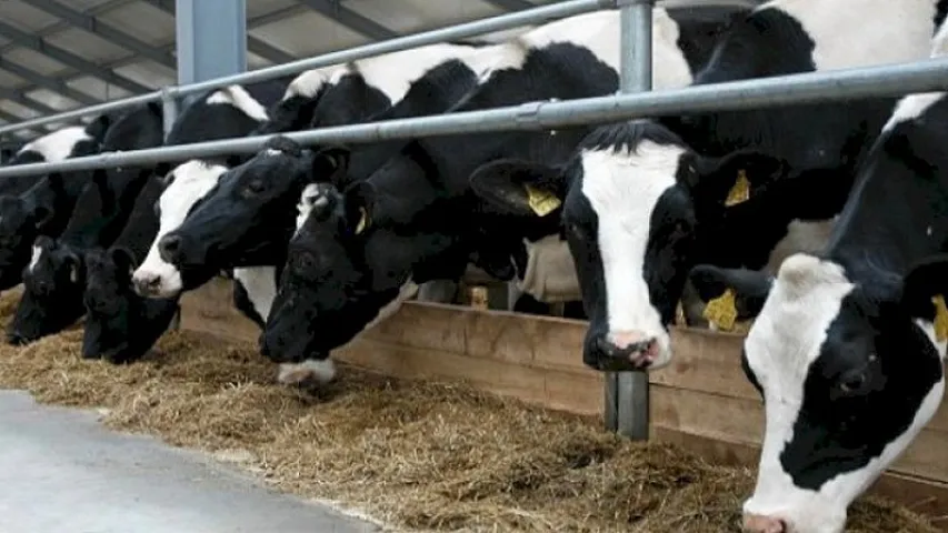 Heyvanlar üçün edilən ödənişlərdə yarım milyondan çox azalma