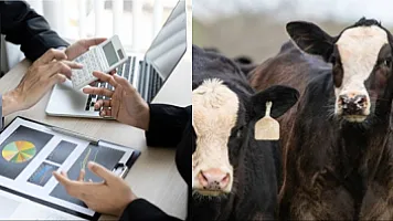 Тысячи голов скота, профинансированных государством на 5 млн манатов, не обнаружены — Счётная палата