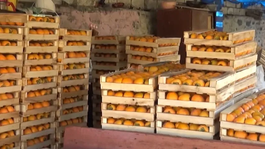 Экспорт хурмы принес Азербайджану более 144 млн долларов