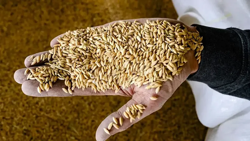 Dünya bazarlarında taxıl qiymətləri açıqlanıb