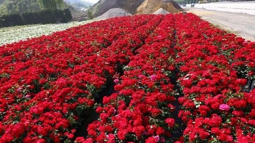 İtaliyadan 27 manata alınıb, Türkiyəyə 36 qəpiyə satılıb