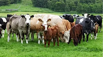 Выплаты по страхованию сельскохозяйственных животных сократились более чем на 500 тыс. манатов