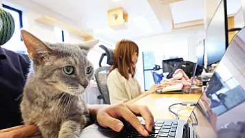 22 ildir ofisdə pişik saxlayırlar - İşçilər deyirlər ki, bu, onlara yaxşı təsir edir