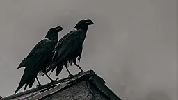 Siz öləndən sonra digital ayaq iziniz nə olur?