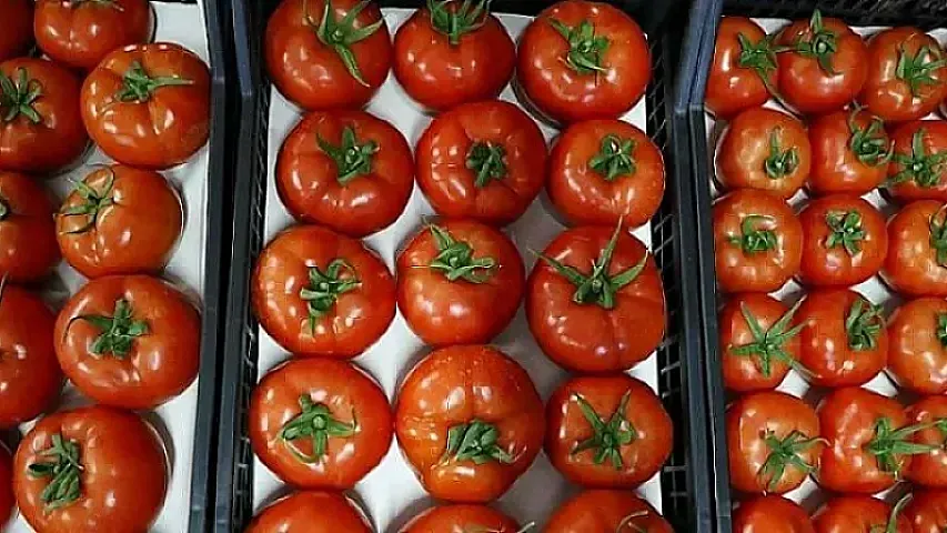 Pomidor ixracından qazanılan məbləğ 1 milyon dollardan çox azalıb