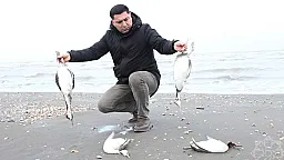 Xəzərin sahillərində minlərlə batağan quşu tələf olub