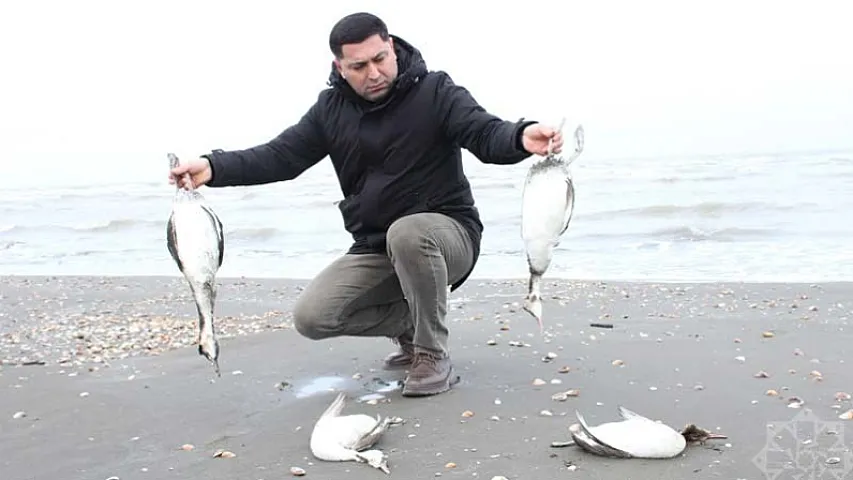 Xəzərin sahillərində minlərlə batağan quşu tələf olub