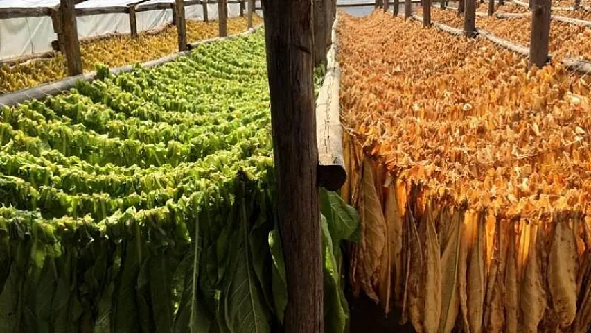 Azərbaycanda ən çox tütün istehsal edilən şəhərlər 