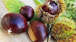 Azərbaycan şabalıdı Rusiyaya neçəyə satır?