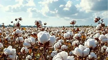 "Azərpambıq"ın xaricə satışdan gəlirləri 1,5 milyon dollar azalıb