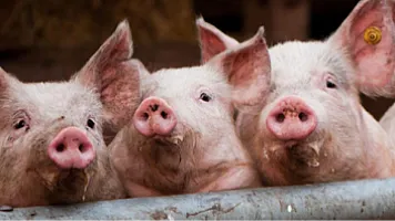 Azərbaycanda donuzlar çoxalır – Bölgələr üzrə RƏQƏMLƏR