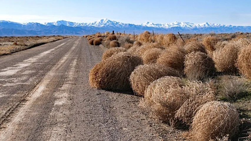 Qəribə ideyalarla pul qazanan 8 fərqli insan