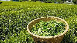 Çay ixracından ölkəyə daxil olan valyuta 56 min dollar artıb