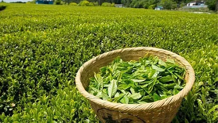 Çay ixracından ölkəyə daxil olan valyuta 56 min dollar artıb