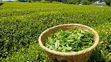 Çay ixracından ölkəyə daxil olan valyuta 56 min dollar artıb