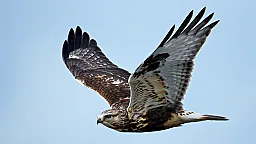 В Азербайджан импортировали хищных птиц из Таджикистана в январе