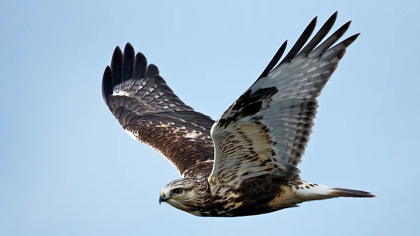 Azərbaycana yırtıcı quşlar gətirilib