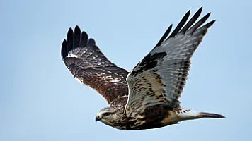 В Азербайджан импортировали хищных птиц из Таджикистана в январе