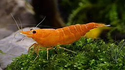 Азербайджан импортировал креветки по цене до 11,9 маната за килограмм