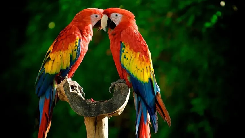 Gözəlliyin və rəngarəngliyin təcəssümü: Dünyanın ən bahalı tutuquşuları hansılardır?