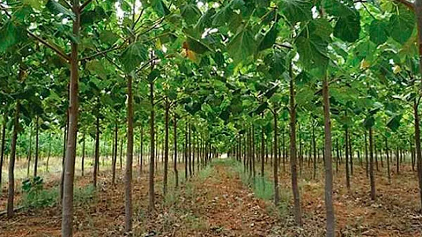 Azərbaycanın kurort şəhərində dünyada ən sürətlə böyüyən ağaclar əkilir <span style="color: #ff0000;">- FOTO</span>