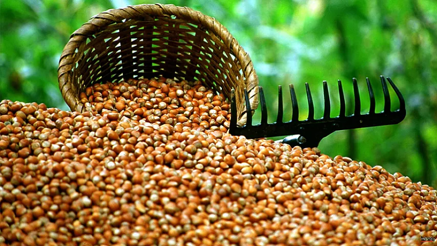 Xaçmaz bağlarından 8 min tondan çox fındıq yığılıb