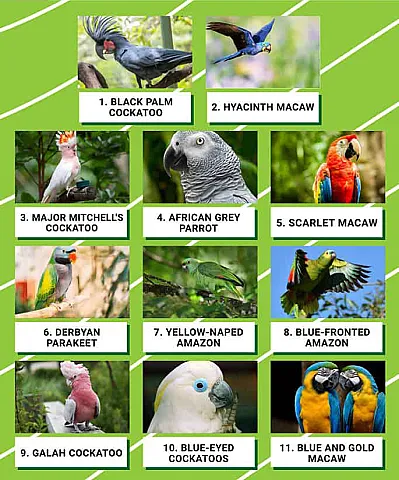 Gözəlliyin və rəngarəngliyin təcəssümü: Dünyanın ən bahalı tutuquşuları hansılardır?