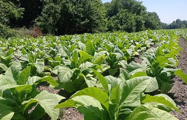 Tütün istehsalçısı cərimələndi