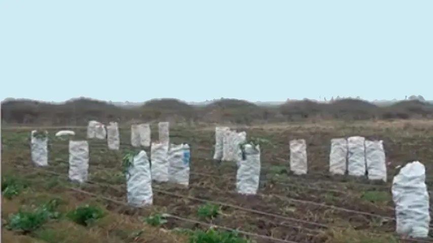 Bərdədə tonlarla yerkökü əkin sahələrində qaldı - VİDEO