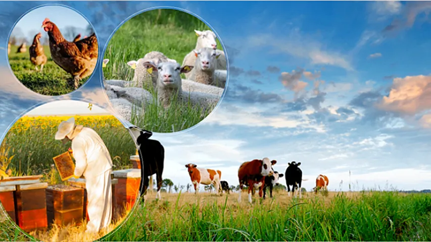 Ölkədəki heyvanların sayı məlum olub