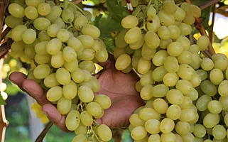 Cəlilabadda üzüm yığımı davam edir, məhsulun qiyməti iki dəfə ucuzlaşıb