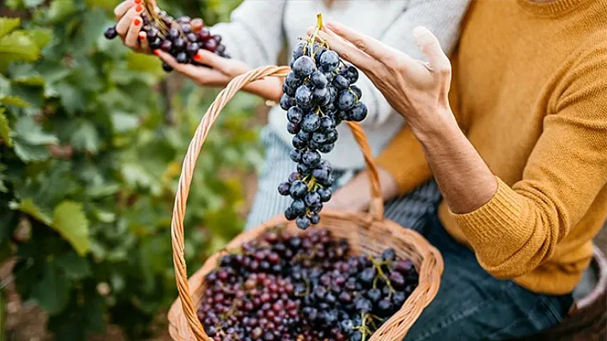 Üzüm satanlar qiymətlərdən narazıdırlar