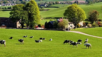 Azərbaycanda heyvandarlıq ənənələri unudulur? - Son 10 ildə heyvanların sayı kəskin azalıb