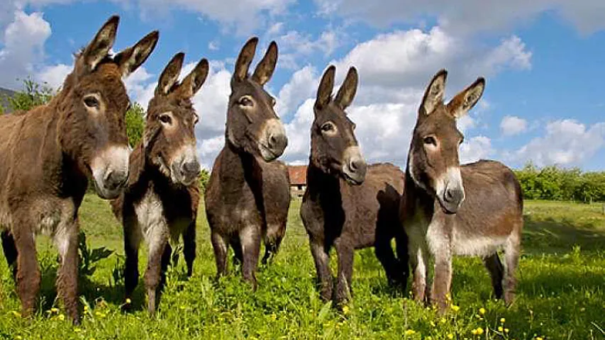 Azərbaycan Türkiyədən 6 baş eşşək alışına 16 min manat ödəyib