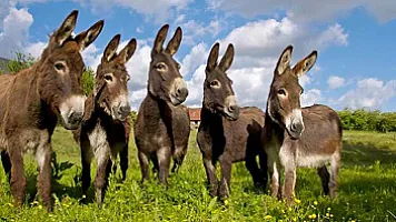 Azərbaycan Türkiyədən 6 baş eşşək alışına 16 min manat ödəyib