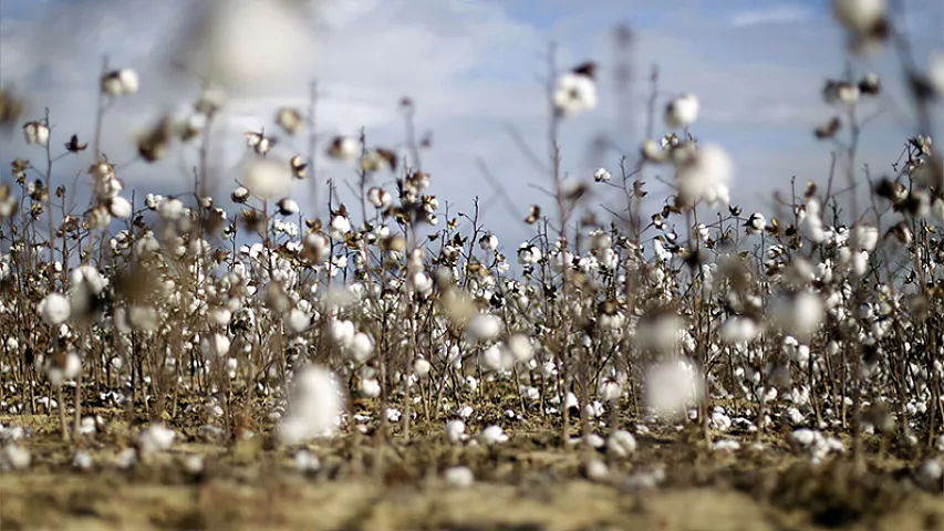 Pambıq lifi satışından gəlirimiz 60 milyon dollardan çox artıb - Rəqəmlər