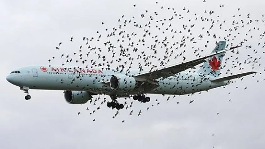 Cənubi Koreya sərnişin təyyarələrini quşlardan qorumağın həllini tapdı