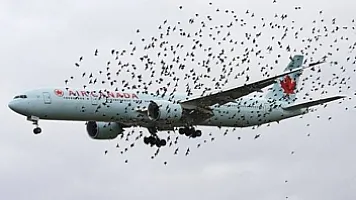 Cənubi Koreya sərnişin təyyarələrini quşlardan qorumağın həllini tapdı