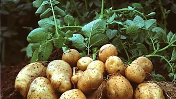 İrandan gətirilən kartoflarda zərərli orqanizmlər aşkar olundu