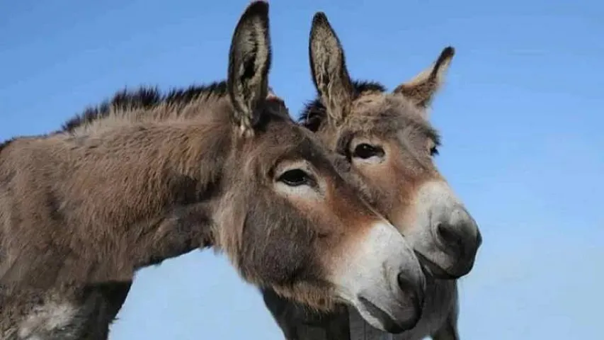 Son 5 ildə Azərbaycanda eşşəklərin sayı sürətlə azalır